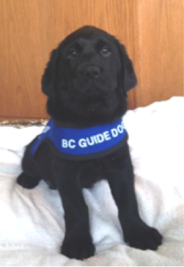 Guide puppy